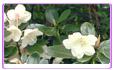 Rhododendron